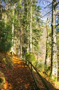Forest path covered in weathered foliage Stock Photos