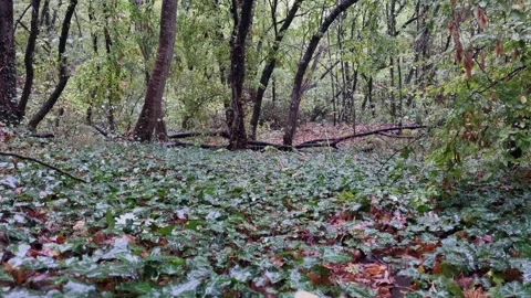 Forest Path Covered with Wet Leaves Stock Footage 318948765