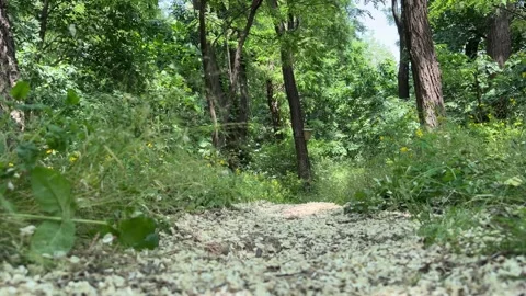 Forest Path Covered with White Fallen Petals and Flowers in Summer Nature Stock Footage 339321203