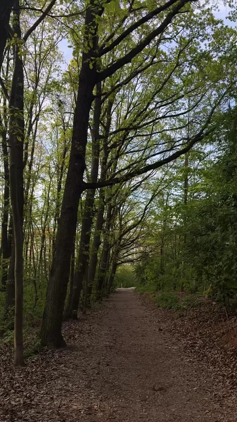 Forest path curving beneath towering green tree canopy during a pleasant day, Stock Footage 333699852