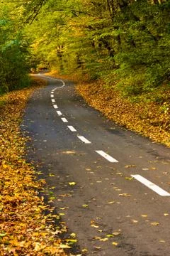 Forest path for cyclists in autumn Stock Photos