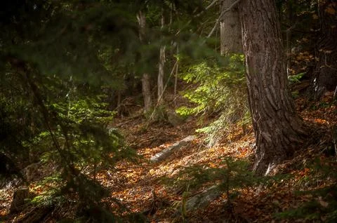 Forest Path Dappled Light Autumn Bulgaria Stock Photos