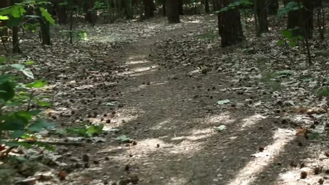 Forest path with dappled sunlight creating natural shadows Stock Footage 313093827