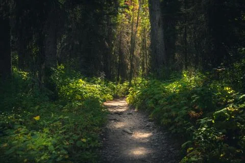 Forest path dappled with sunlight. Stock Photos