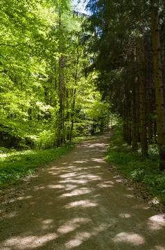 Forest Path Dappled Sunlight Фото
