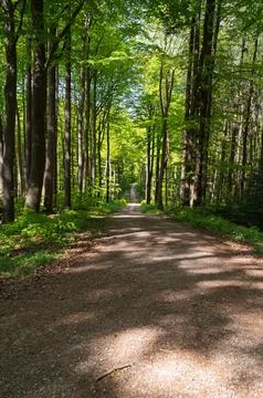 Forest Path Dappled Sunlight Fotos Stock