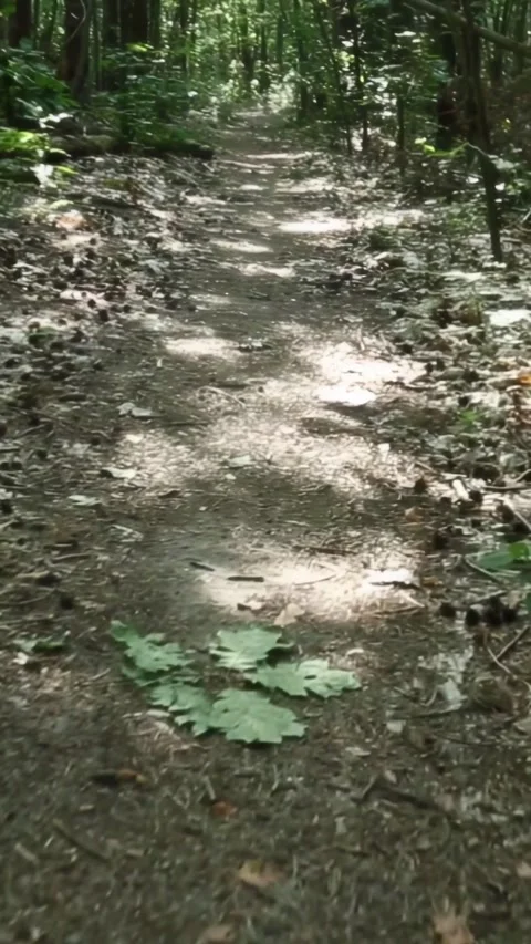Forest path with dappled sunlight through green canopy Video stock 313850411