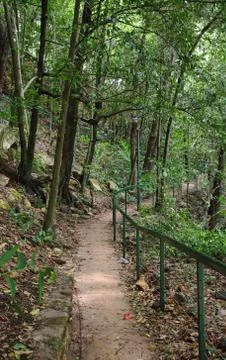 Forest path in darwin Stock Photos