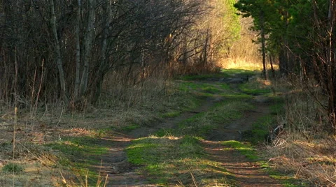 Forest path, day light Stock Footage 49733928