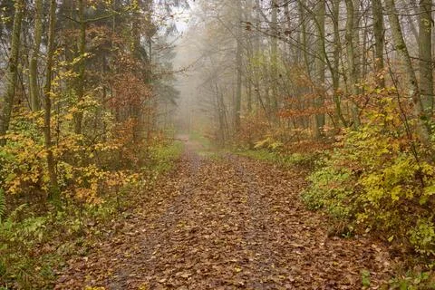 Forest path deciduous forest colourful foliage fog autumn Helmstadt Wuerzburg Stock Photos