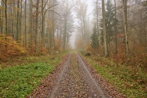 Forest path deciduous forest colourful fog autumn Helmstadt Wuerzburg Franconia Foto stock