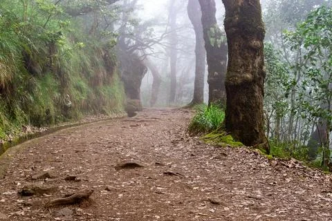Forest path in deep fog and haze Stock Photos