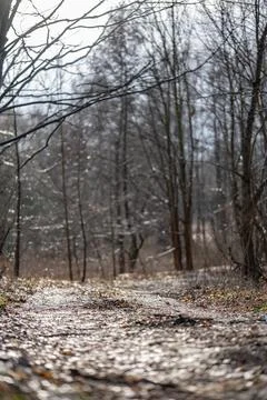 Forest Path in Delicate Light Foto stock