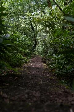Forest path in a dense old forest Stock Photos
