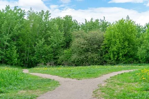 The forest path diverges in two different directions. Stock Photos