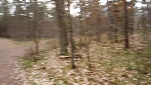Forest path drone pass-through shot Stock Footage 321423206