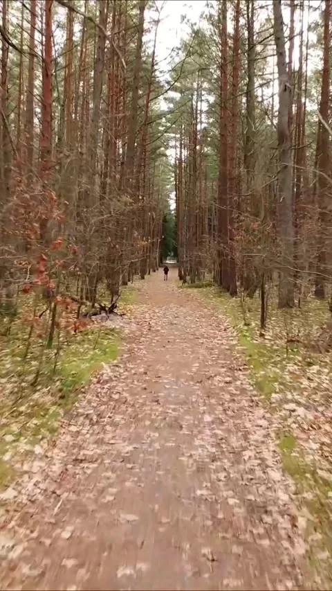 Forest path drone pass-through shot, Vertical 9:16. Stock Footage 322022009