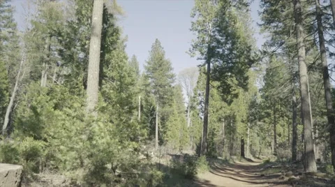 Forest path in dry pine forest - SLog3 Stock Footage 62765951