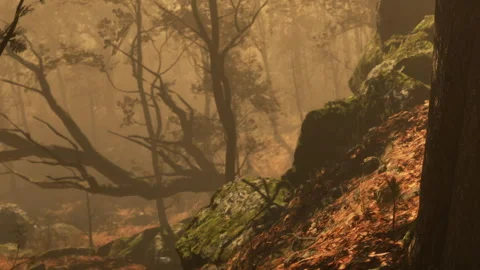 Forest path during autumn with leaves and trees in soft light Stock Footage 342814293