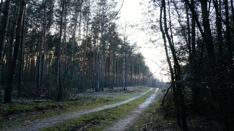 Forest path during dusk Video stock 105869321