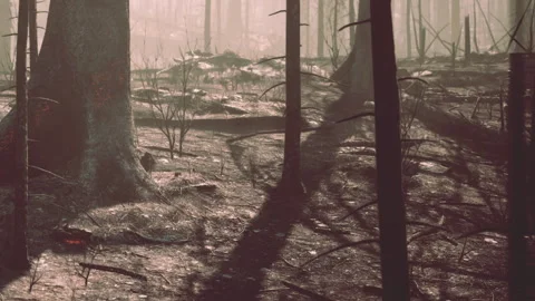 Forest path during early morning light Stock Footage 344059676