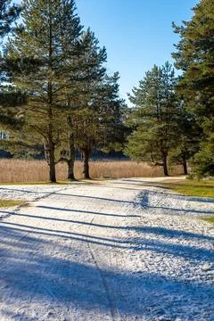 A forest path during a mild thaw in Finland, with damp ground, soft light, an Stock Photos