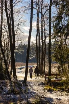A forest path during a mild thaw in Finland, with damp ground, soft light, an Foto stock