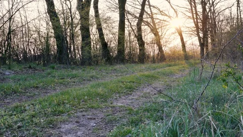 A forest path during sunset at the beginning of spring. Europe Stock Footage 106615200