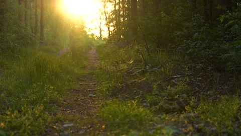 Forest path during sunset sun Video stock 109390556