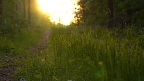 Forest path during sunset sun Stock Footage 109390731
