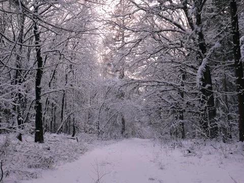 Forest path during winter during sunset Stock Footage 342543543