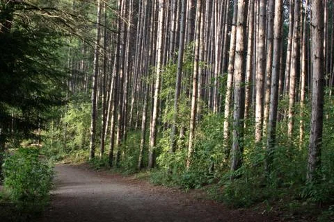 Forest path at dusk Stock Photos