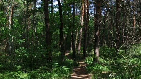 Forest path with dynamic light Video stock 77102404
