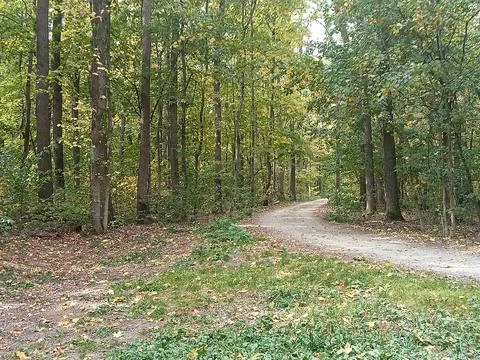 Forest Path in Early Autumn Stock Photos