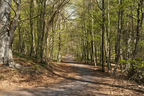 Forest path in early spring Stock Photos