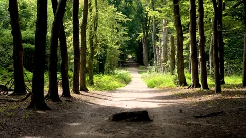 Forest path in Ede, Gelderland, with old boulder known as De Bloedsteen 스톡 동영상 314557865
