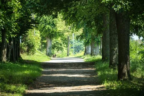 Forest path at the edge of the Palatinate Forest in Rhineland-Palatinate Stock-Fotos