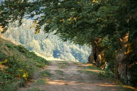 Forest path in the evening Stock Photos