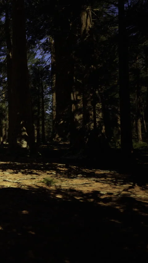 Forest path in the evening with tall trees creating shadows on the ground Stock Footage 332218272