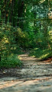 Forest path in evening time in late summer in western Poland Foto stock