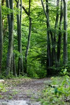 Forest path in evening time in late summer in western Poland Stockfoto's