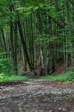 Forest path in evening time in late summer in western Poland Foto stock