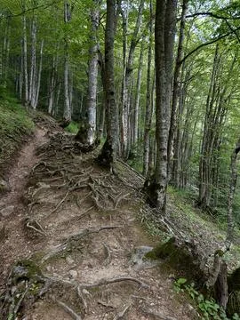 Forest path with exposed tree roots winding through a dense woodland Foto stock