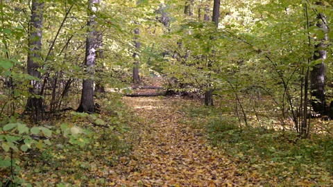 Forest path in fallen autumn leaves Video stock 141139714
