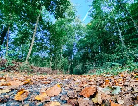 Forest Path with Fallen Leaves in Early Autumn 写真素材