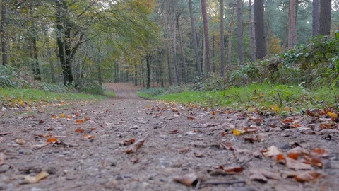 Forest path with fallen leaves 스톡 동영상 93214602