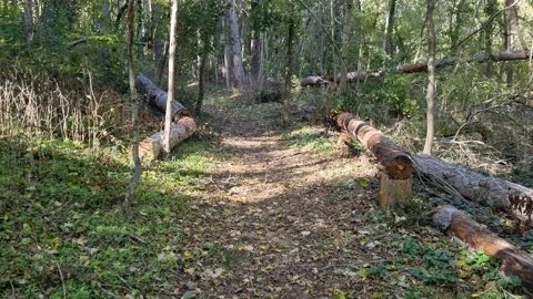 Forest path with fallen trees, sunny woodland trail nature scenery Stock Footage 319983344