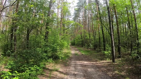 Forest path fast motion. POV of walking in green forest pathway in summer Video stock 141893168