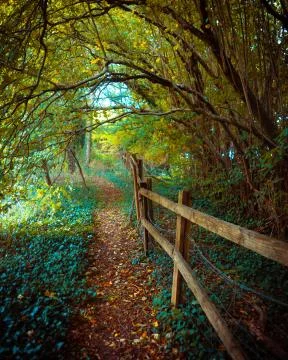 Forest Path with Fence Through Forest Countryside Stock Photos