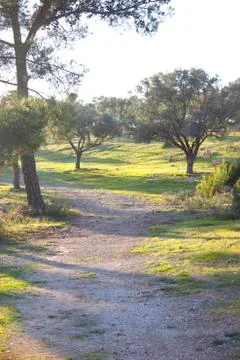 Forest path with a few green pine trees Stock Photos
